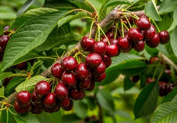 Các Loại Cherry Trên Thế Giới – Cherry Nào Ngon Nhất Tại Klever Fruit?