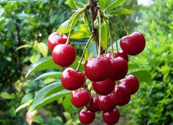 Cherry Úc