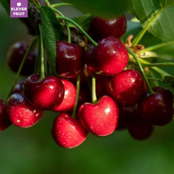 Cách Bảo Quản Cherry & Cách Chọn Cherry Ngon – Klever Fruit