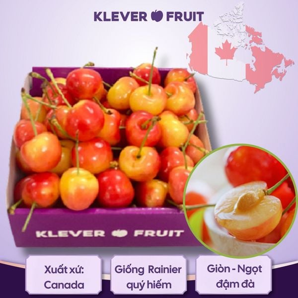 Cherry Vàng Canada - Rainier Cherry - Dòng Cherry Quý Hiếm Tại Klever Fruits