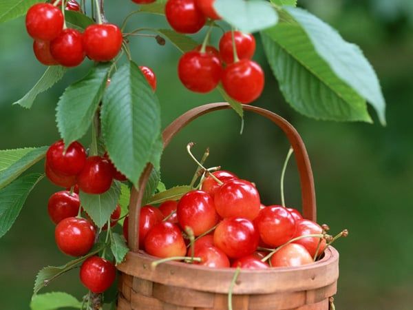 Cherry Vàng Jumbo Úc