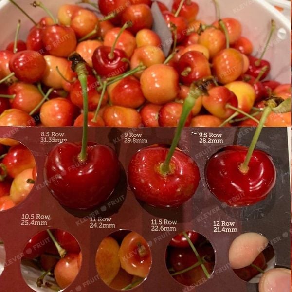 Khám Phá Cherry Vàng Mỹ – Viên Ngọc Quý Của Trái Cây Nhập Khẩu Tại Klever Fruit