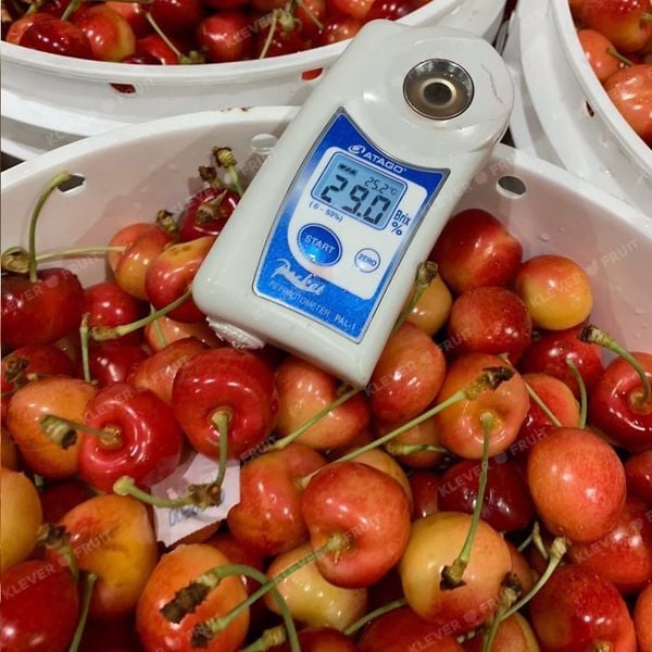 Khám Phá Cherry Vàng Mỹ – Viên Ngọc Quý Của Trái Cây Nhập Khẩu Tại Klever Fruit
