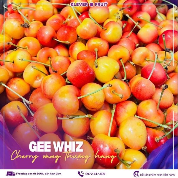 Khám Phá Cherry Vàng Mỹ – Viên Ngọc Quý Của Trái Cây Nhập Khẩu Tại Klever Fruit