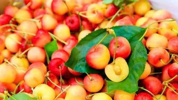 Cherry Vàng Úc