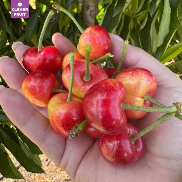 Cherry Vàng Canada - Rainier Cherry