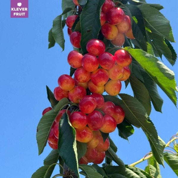 Các Loại Cherry Trên Thế Giới – Cherry Nào Ngon Nhất Tại Klever Fruit?