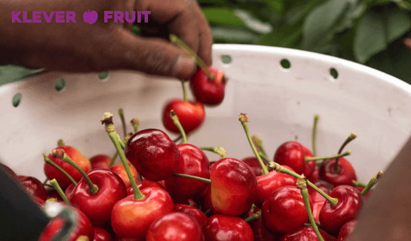 Cherry Vàng Canada - Rainier Cherry