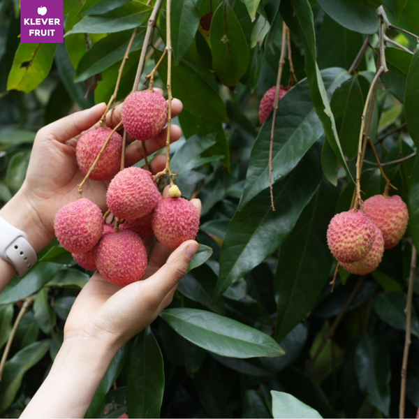 Vải Trứng Hưng Yên – Tinh Hoa Trái Cây Việt Nam Mùa Hè