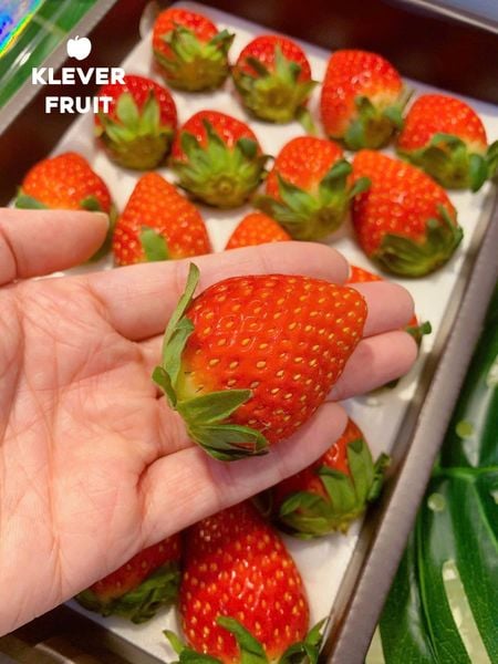 Lần Đầu Tiên Dưa Lê Vàng Được Nhập Khẩu: Klever Fruit Tiên Phong Mang Đến Người Tiêu Dùng Việt