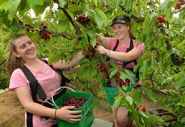 Cherry New Zealand