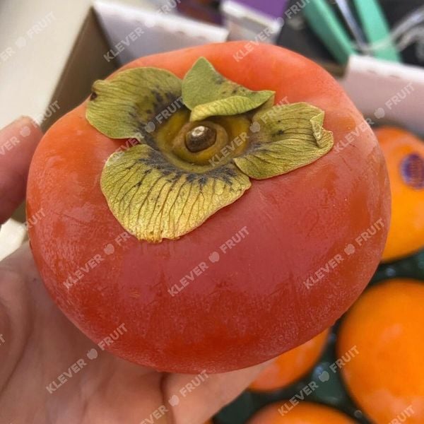 Chào Mừng Mùa Hồng Hot House New Zealand 2025 Mới Về – Thượng Hạng Từ Klever Fruit