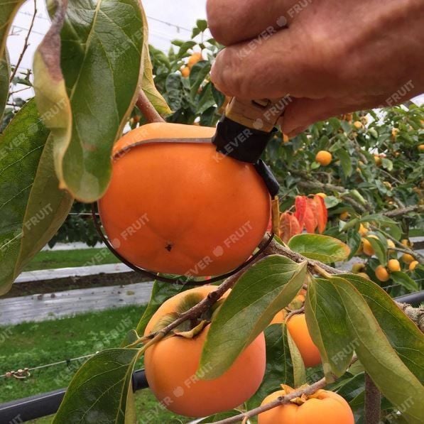 Chào Mừng Mùa Hồng Hot House New Zealand 2025 Mới Về – Thượng Hạng Từ Klever Fruit