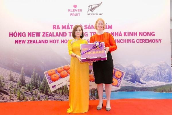 Chào Mừng Mùa Hồng Hot House New Zealand 2025 Mới Về – Thượng Hạng Từ Klever Fruit