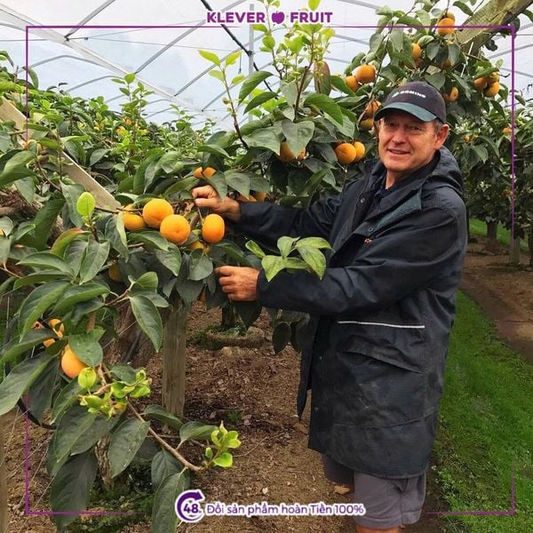 Chào Mừng Mùa Hồng Hot House New Zealand 2025 Mới Về – Thượng Hạng Từ Klever Fruit