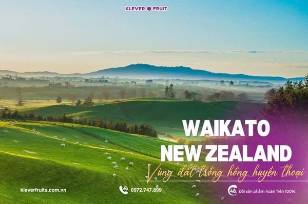 Chào Mừng Mùa Hồng Hot House New Zealand 2025 Mới Về – Thượng Hạng Từ Klever Fruit