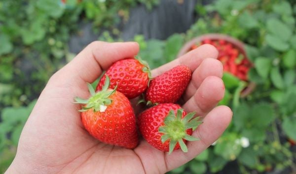 Dâu tây Hàn Quốc chủng Maehyang của Klever Fruit