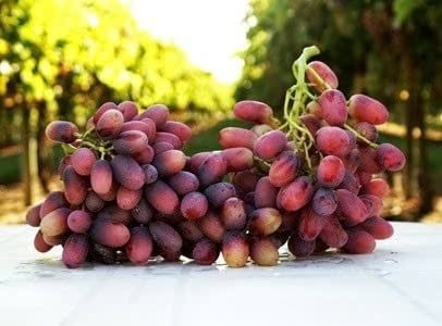 nho đỏ không hạt úc