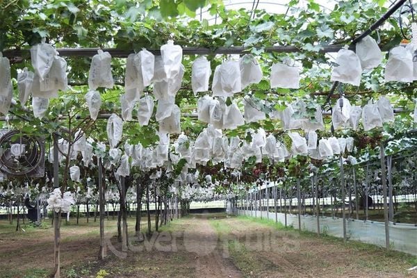 Nho Mẫu Đơn Shine Muscat Hàn Quốc – Vì Sao Đắt Nhưng Vẫn Cháy Hàng?