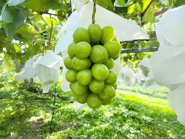 Nho Mẫu Đơn Shine Muscat Hàn Quốc – Vì Sao Đắt Nhưng Vẫn Cháy Hàng?
