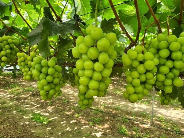 Nho Shine Muscat Hàn Quốc tại vườn