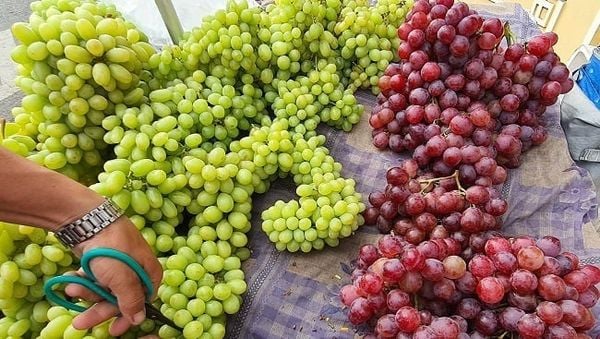 Nho Autumn Crisp – Viên Ngọc Xanh Giòn Ngọt Nhập Khẩu Tại Klever Fruit