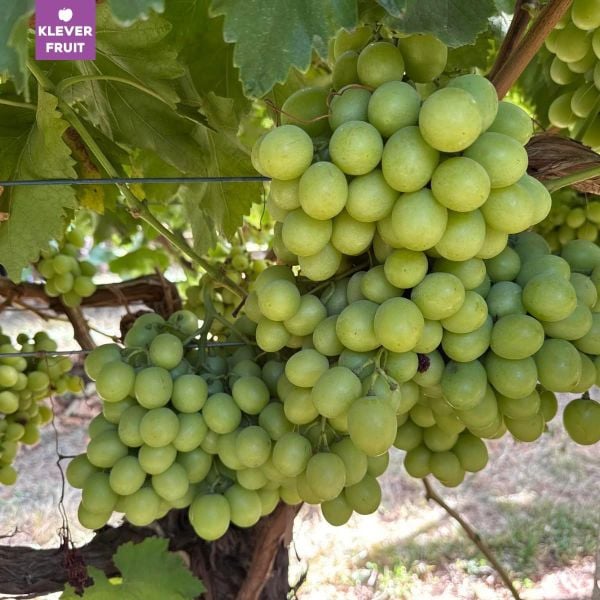Nho Autumn Crisp – Viên Ngọc Xanh Giòn Ngọt Nhập Khẩu Tại Klever Fruit