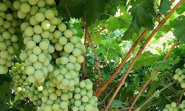 Nho Autumn Crisp – Viên Ngọc Xanh Giòn Ngọt Nhập Khẩu Tại Klever Fruit