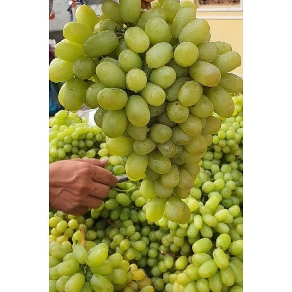 Nho xanh không hạt Mỹ