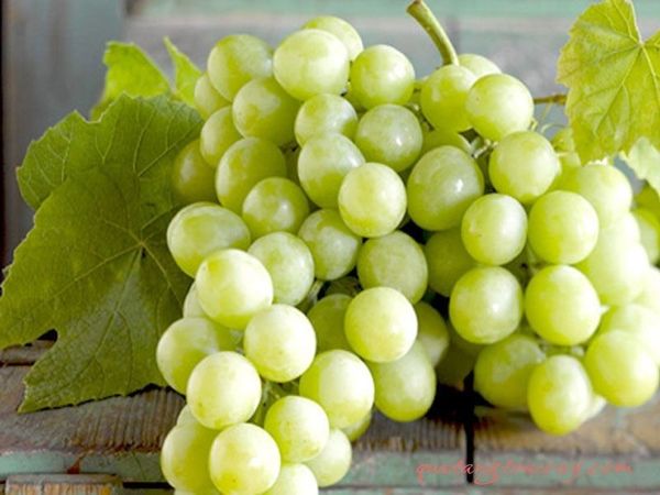 Nho xanh không hạt Nam Phi