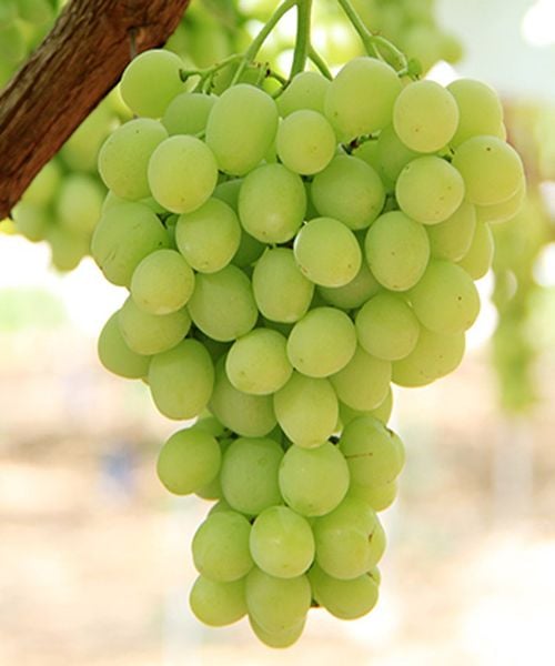 Chùm nho xanh không hạt Great Green tươi mọng, đặt trong giỏ trái cây sang trọng, nền sáng tinh tế, phù hợp với phong cách boutique của Klever Fruit
