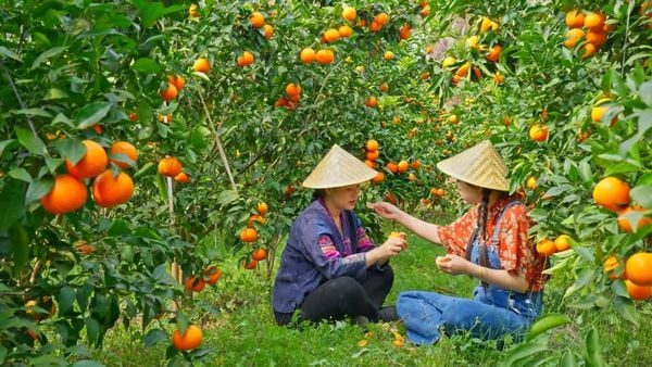 Quýt Orah Nội Địa Trung thơm ngon