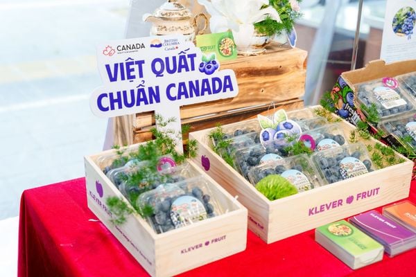 Sự kiện Việt Quất Canada 2025