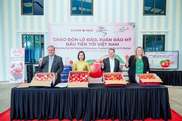 KLEVER FRUIT CHÀO ĐÓN LÔ ĐÀO, XUÂN ĐÀO MỸ ĐẦU TIÊN TỚI VIỆT NAM