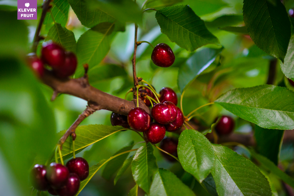 Cherry Mỹ California 2025: Sản Lượng Giảm, Giá Tăng Cao