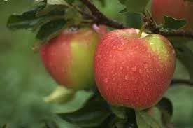 Táo Ambrosia Canada Size Nhỏ – Hương Vị Thần Thánh Từ Klever Fruit