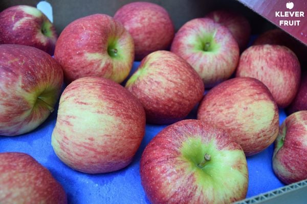Top 5 Dòng Táo New Zealand Được Yêu Thích Nhất Tại Klever Fruit