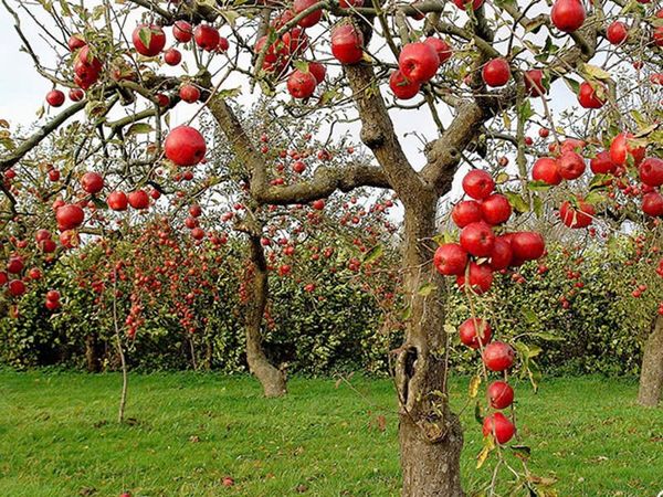 Táo Juliet Organic Pháp – Táo Hữu Cơ Đầu Tiên Thế Giới Tại Klever Fruit