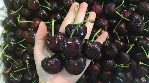 Cherry Top Mỹ Size Đại 8 Row (34-36mm) - USA Cherry