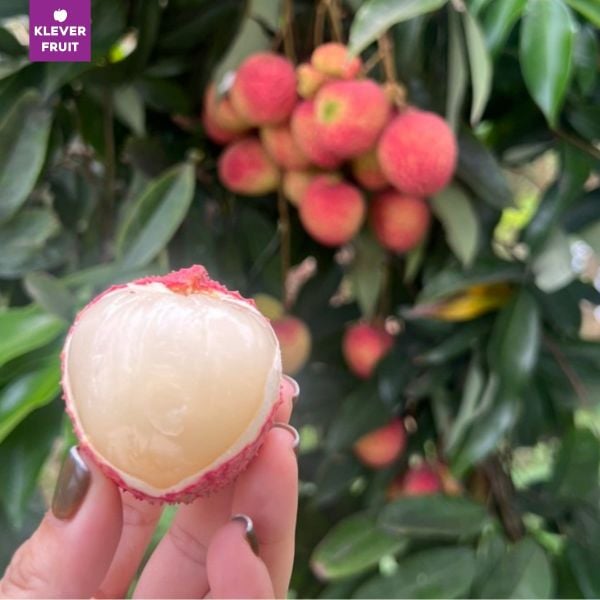 Vải Trứng Hưng Yên
