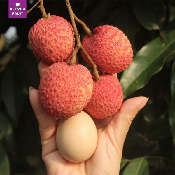 Vải Trứng Hưng Yên