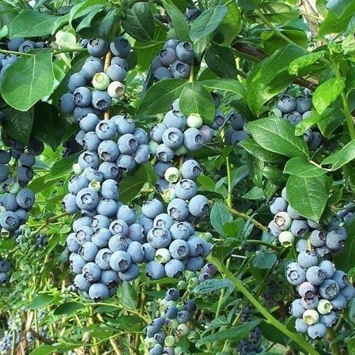 Quả Việt Quất – Tất Tần Tật Về Siêu Trái Cây Tốt Cho Sức Khỏe Tại Klever Fruit