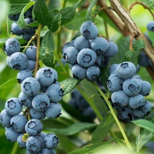 Quả Việt Quất – Tất Tần Tật Về Siêu Trái Cây Tốt Cho Sức Khỏe Tại Klever Fruit