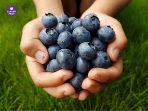 Giảm cân lành mạnh không thể thiếu trái cây – Vì sao vậy?