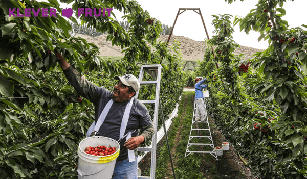 Khám Phá Cherry Vàng Mỹ – Viên Ngọc Quý Của Trái Cây Nhập Khẩu Tại Klever Fruit