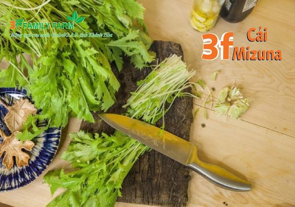 Cải Mizuna - cải đuôi phụng tốt cho sức khỏe, dễ dàng chế biến