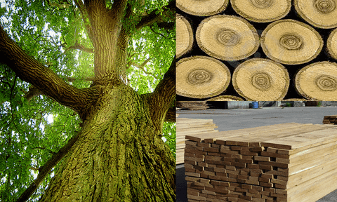 Gỗ sồi là gì? Mẫu sản phẩm nội thất gỗ sồi mới nhất 2022