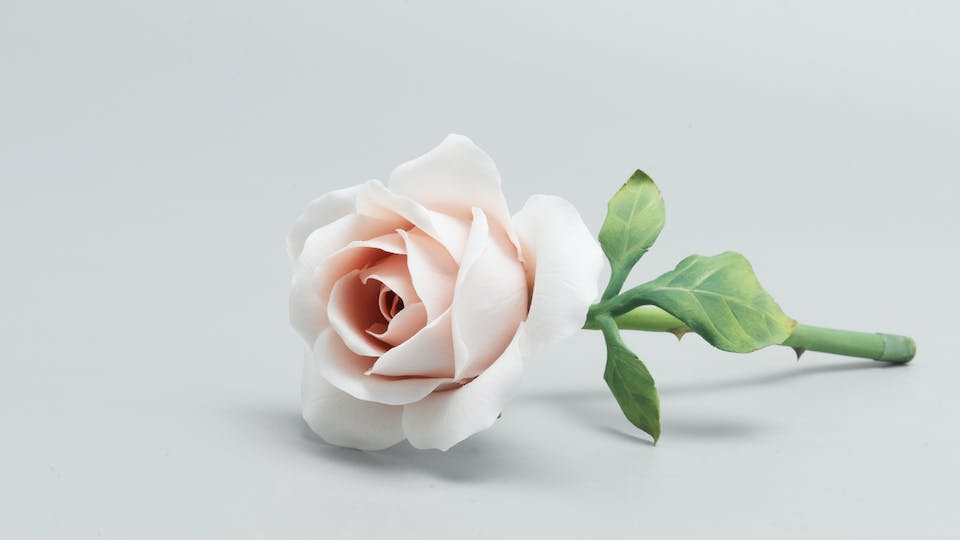 Hoa Hồng Sứ - Đất nở hoa cho tình vĩnh cửu