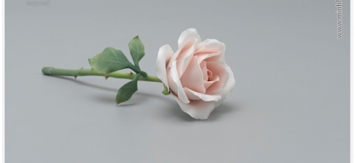 Hoa hồng sứ - Đất nở hoa cho tình vĩnh cửu