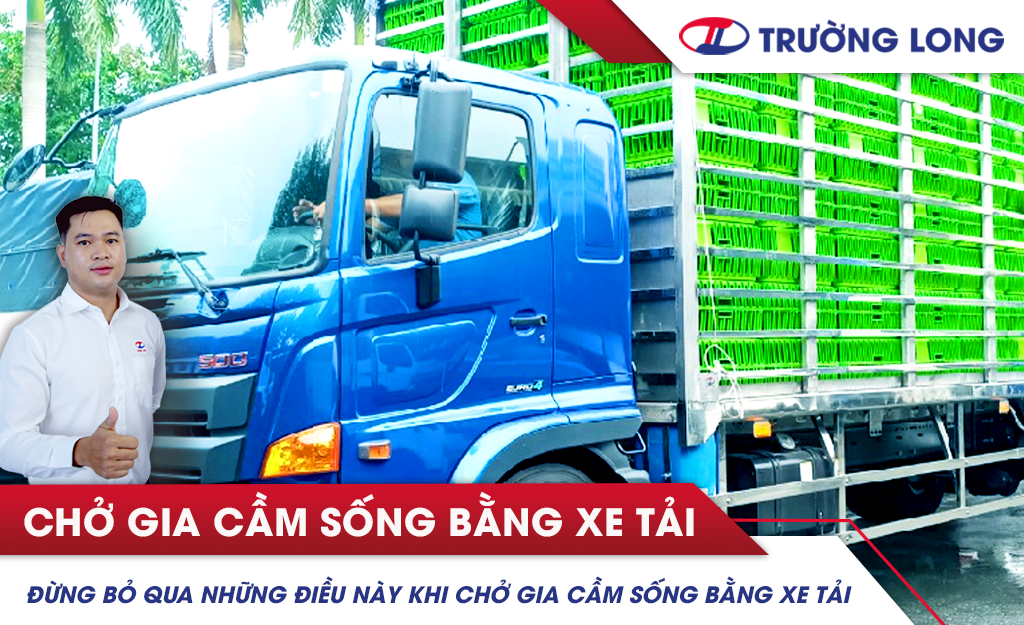 Đừng bỏ qua những điều này khi chở gia cầm sống bằng xe tải